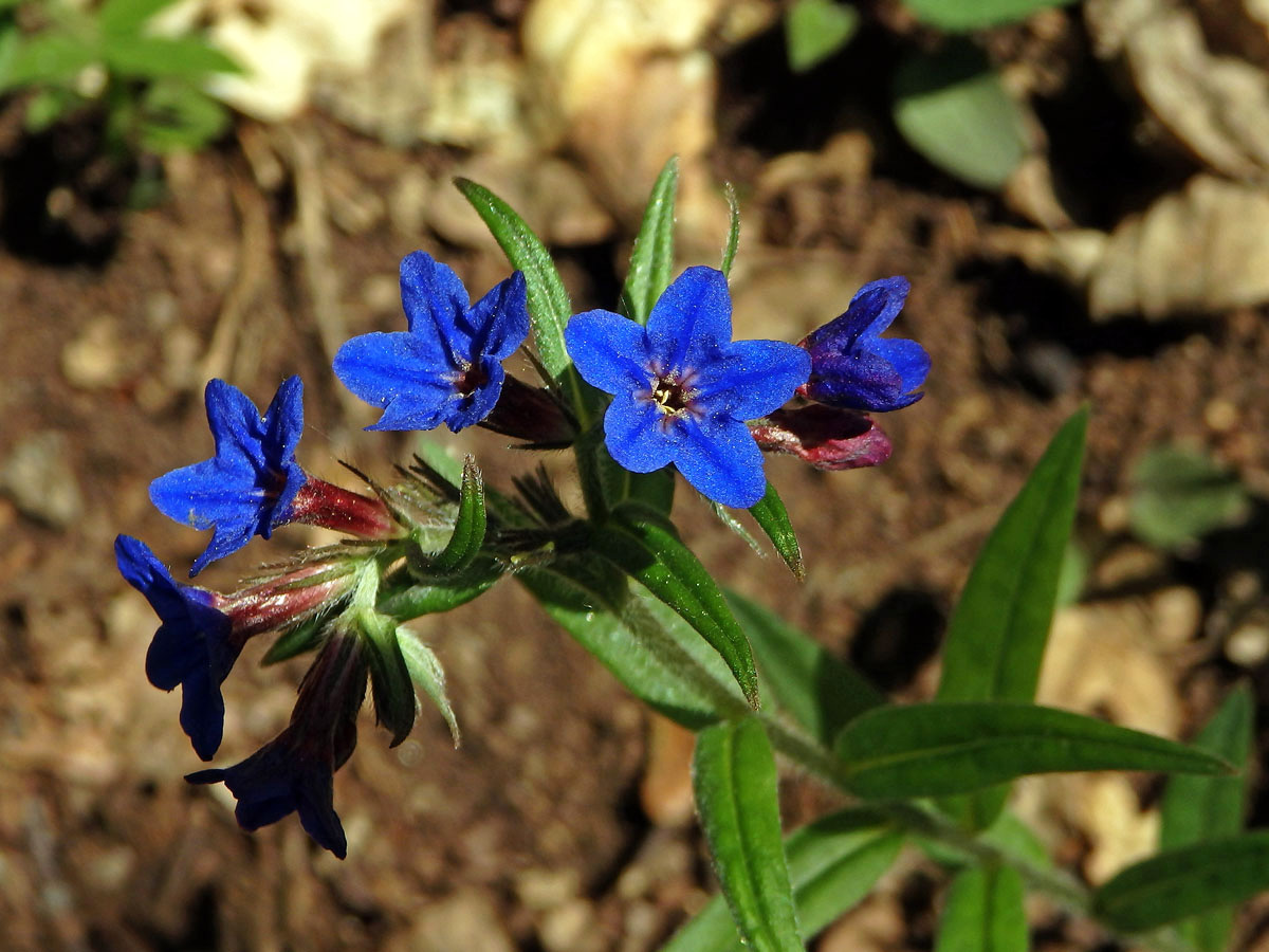 Kamejka modronachová (Lithospermum purpurocoeruleum L.)