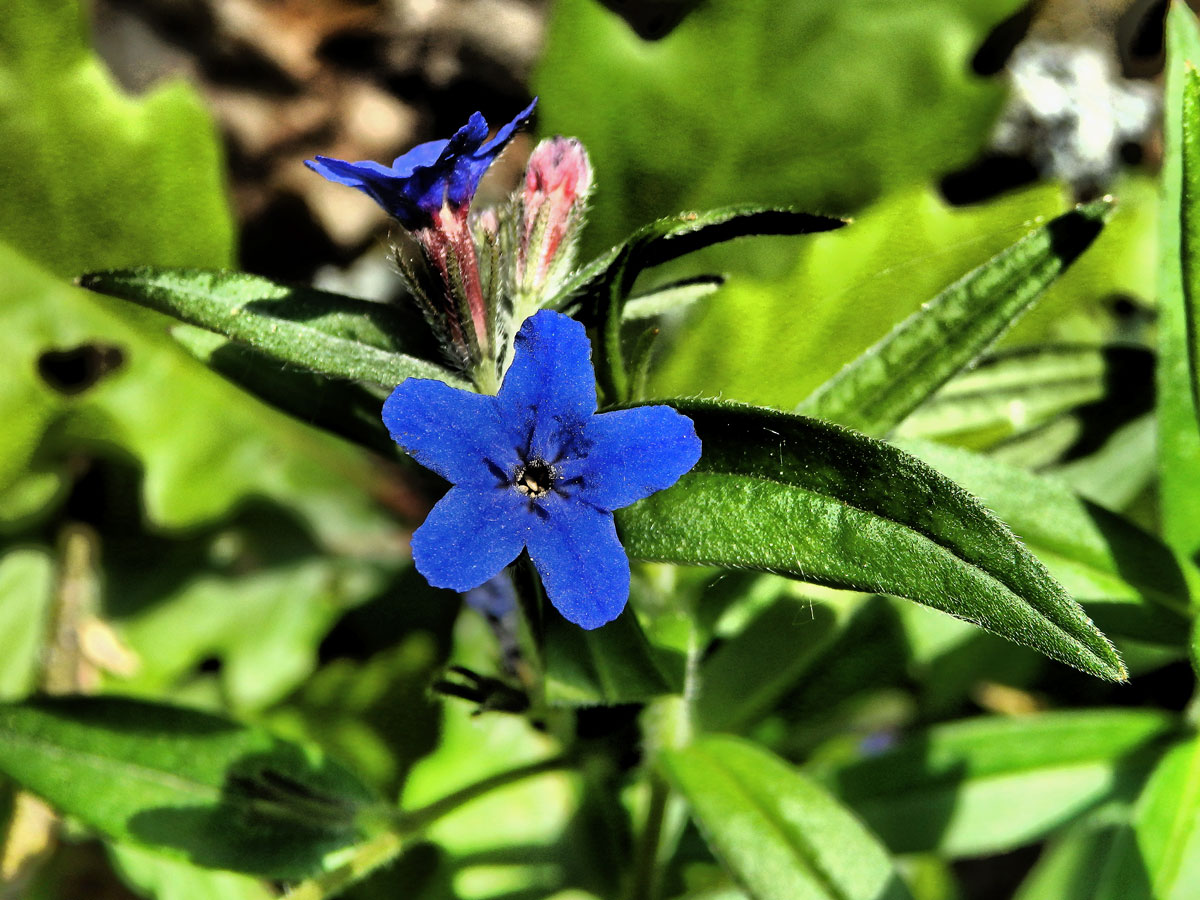 Kamejka modronachová (Lithospermum purpurocoeruleum L.)