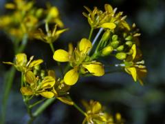 Rukev obecná (Rorippa sylvestris (L.) Besser)