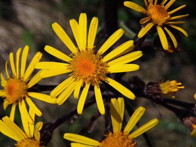 Starček potoční (Tephroseris crispa (Jacq.) Schur)