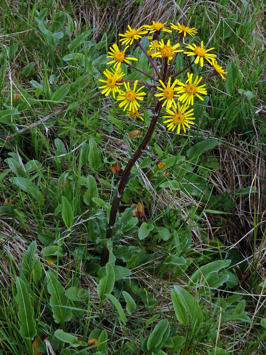 Starček potoční (Tephroseris crispa (Jacq.) Schur)