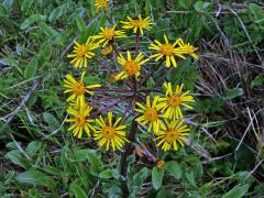 Starček potoční (Tephroseris crispa (Jacq.) Schur)