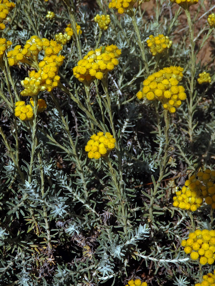 Smil (Helichrysum italicum (Roth) G. Don)