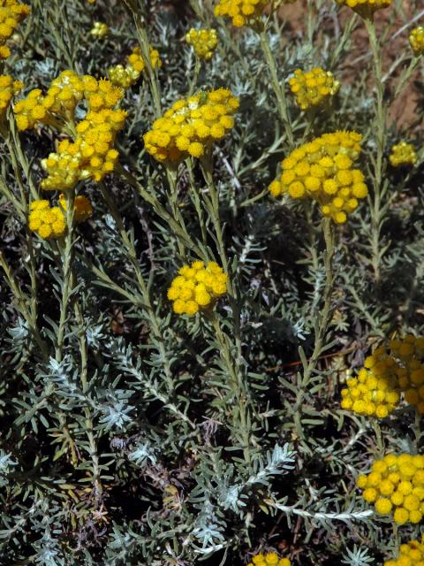 Smil (Helichrysum italicum (Roth) G. Don)