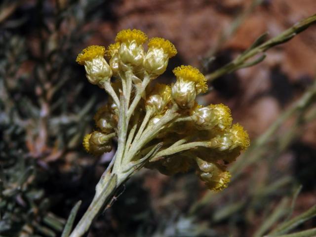 Smil (Helichrysum italicum (Roth) G. Don)