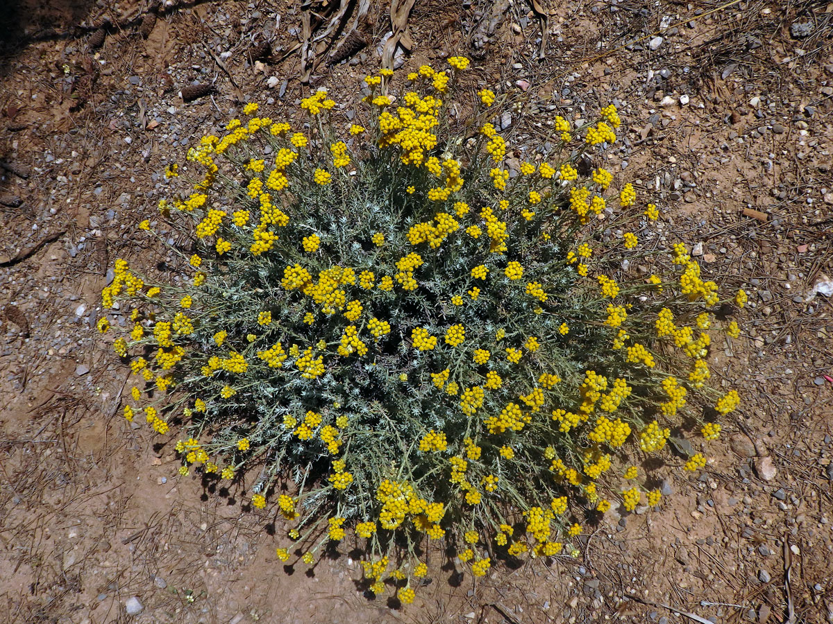 Smil (Helichrysum italicum (Roth) G. Don)