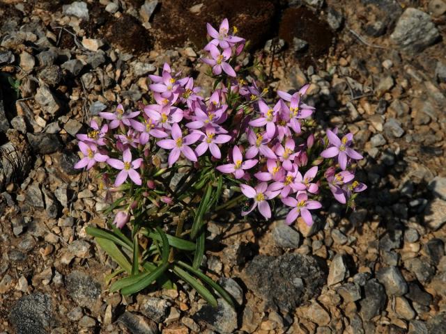 Zeměžluč okolíkatá (lékařská) (Centaurium erythraea  Rafn.)