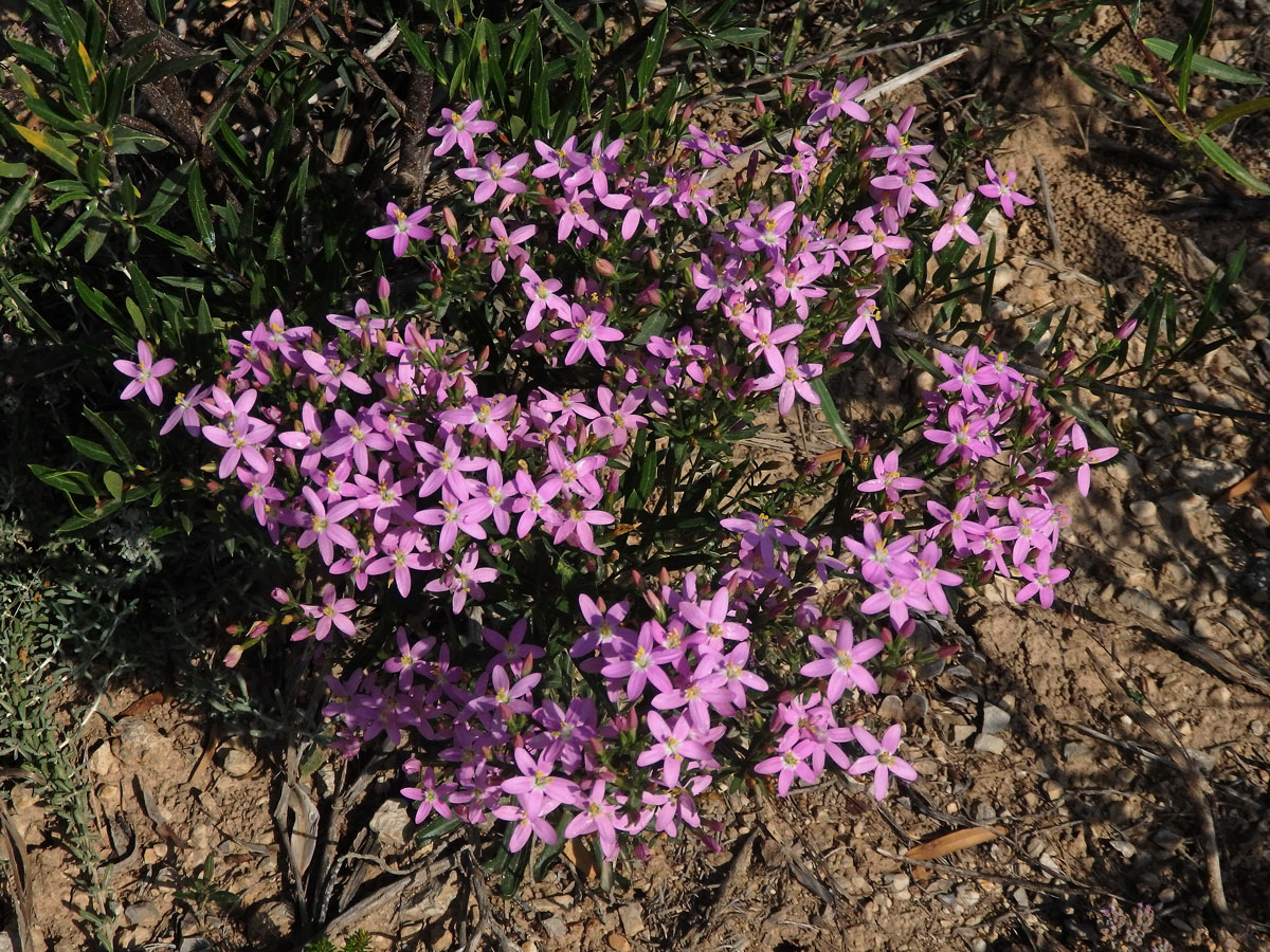 Zeměžluč okolíkatá (lékařská) (Centaurium erythraea  Rafn.)