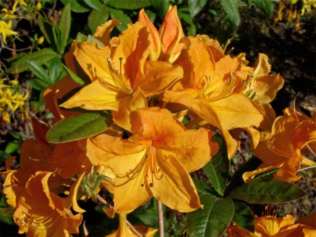 Pěnišník japonský (Rhododendron japonicum Sur.)