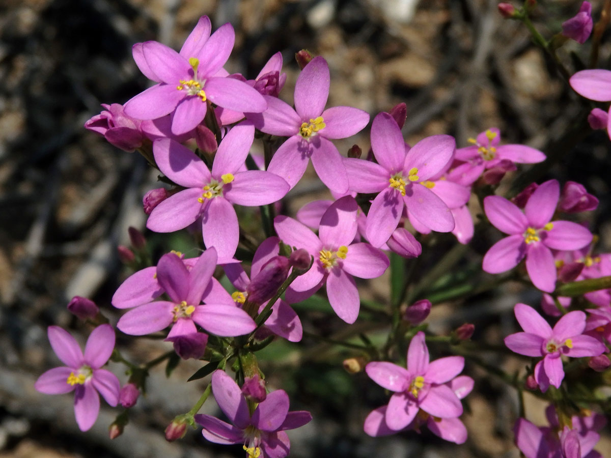 Zeměžluč okolíkatá (lékařská) (Centaurium erythraea  Rafn.)