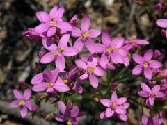 Zeměžluč okolíkatá (lékařská) (Centaurium erythraea  Rafn.)