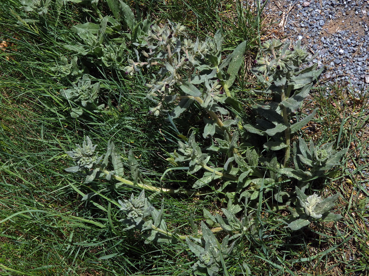 Pipla osmahlá (Nonea pulla (L.) DC.)