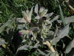 Pipla osmahlá (Nonea pulla (L.) DC.)