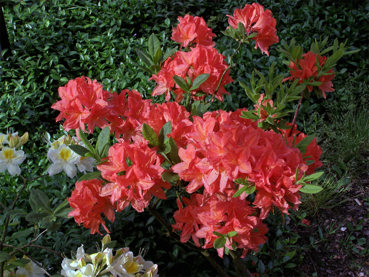 Pěnišník japonský (Rhododendron japonicum Sur.)