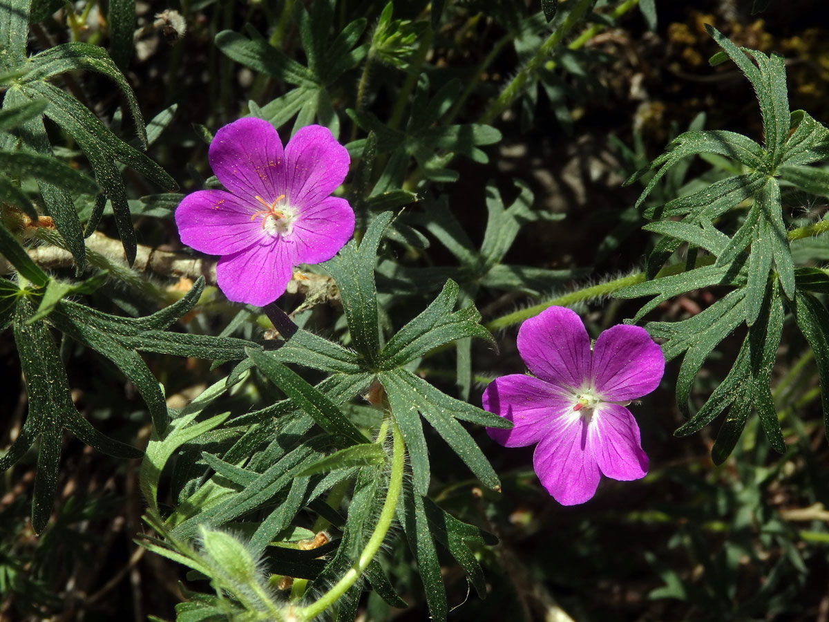 Kakost krvavý (Geranium sunguineum L.)