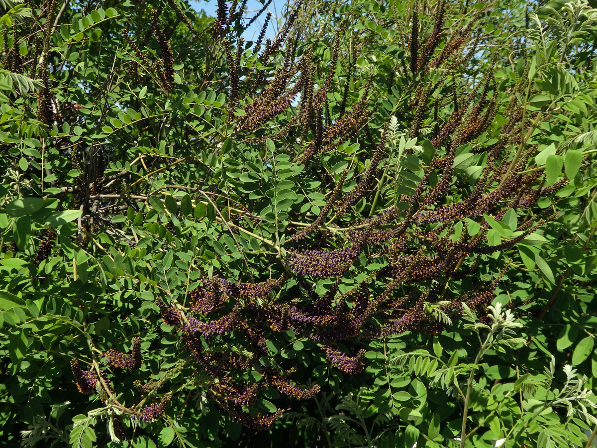 Netvařec křovitý (Amorpha fruticosa L.)