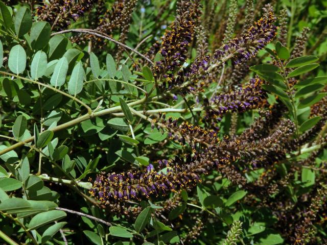 Netvařec křovitý (Amorpha fruticosa L.)