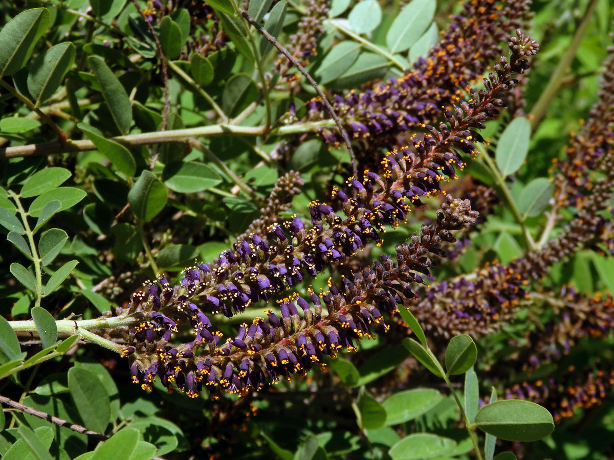 Netvařec křovitý (Amorpha fruticosa L.)