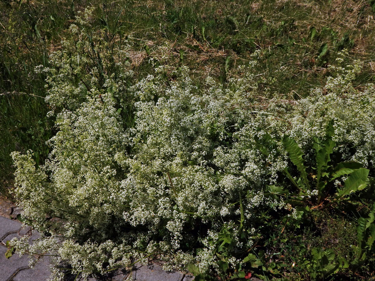 Svízel povázka (Galium mollugo L. s. str.)