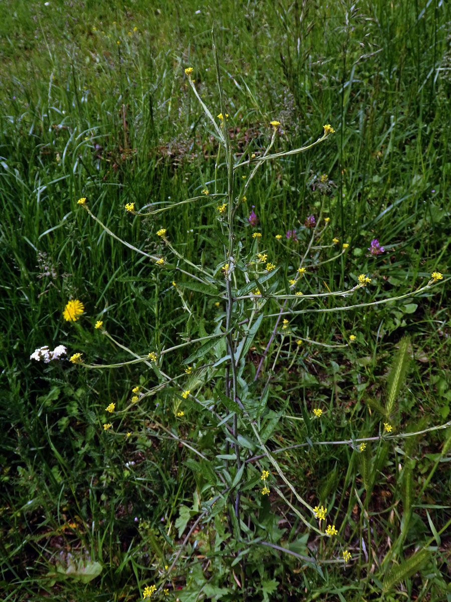 Hulevník lékařský (Sisymbrium officinale (L.) Scop.)