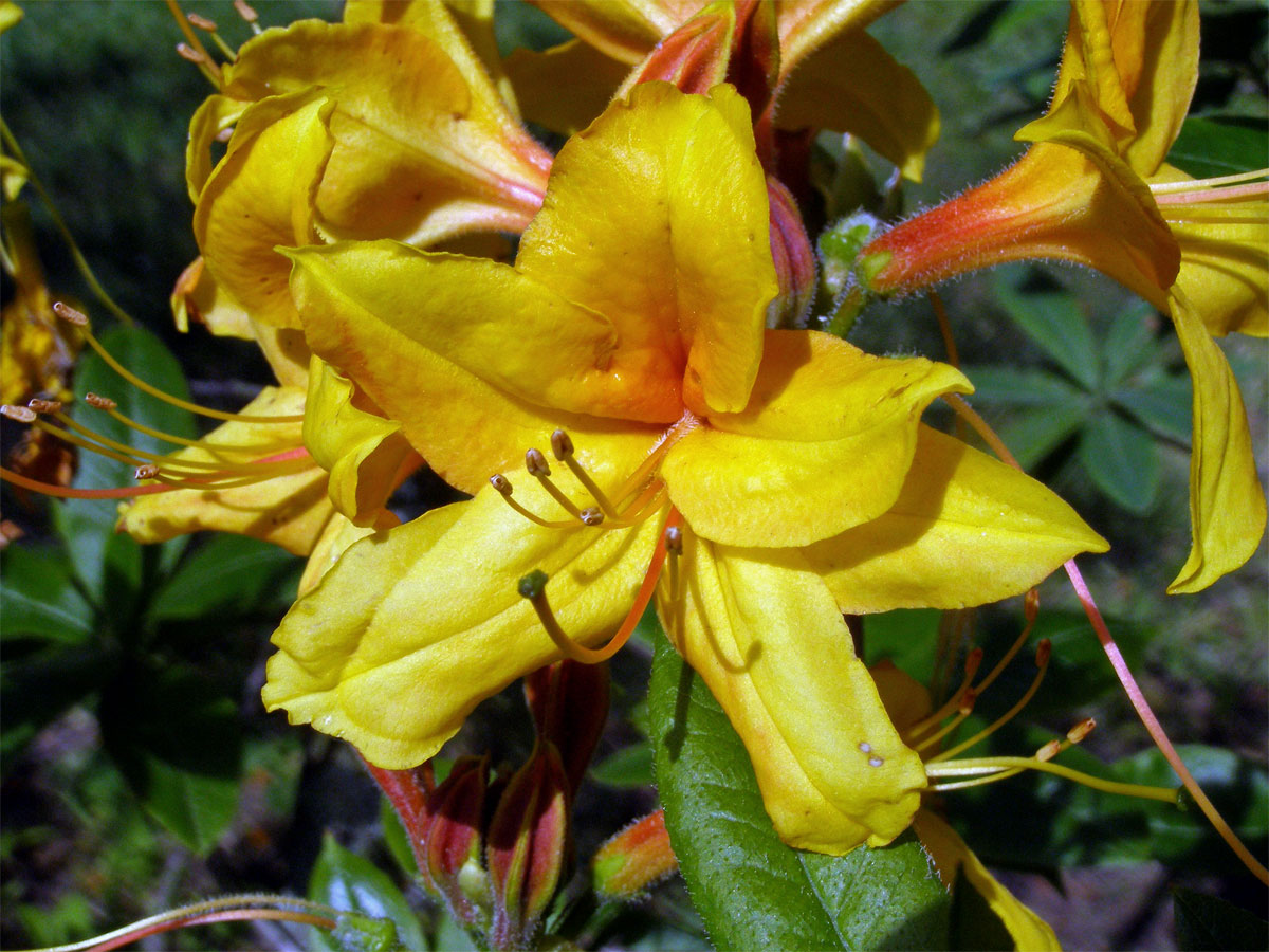 Pěnišník japonský (Rhododendron japonicum Sur.)