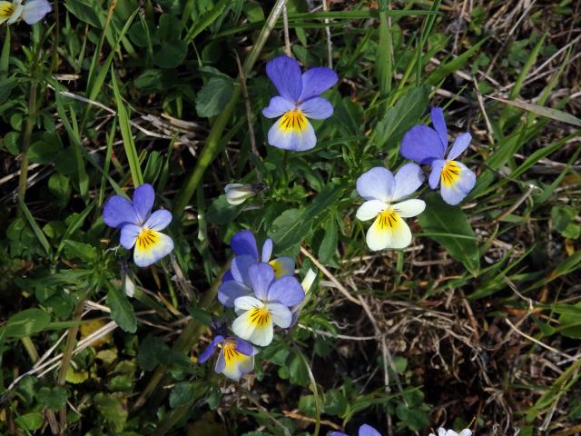 Violka trojbarevná (Viola tricolor L.)