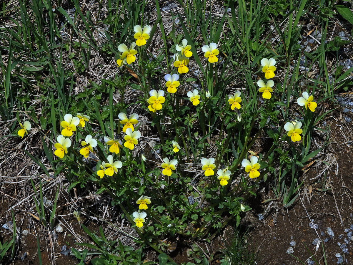 Violka trojbarevná (Viola tricolor L.)