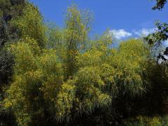 Parkinsonie pichlavá (Parkinsonia aculeata L.)