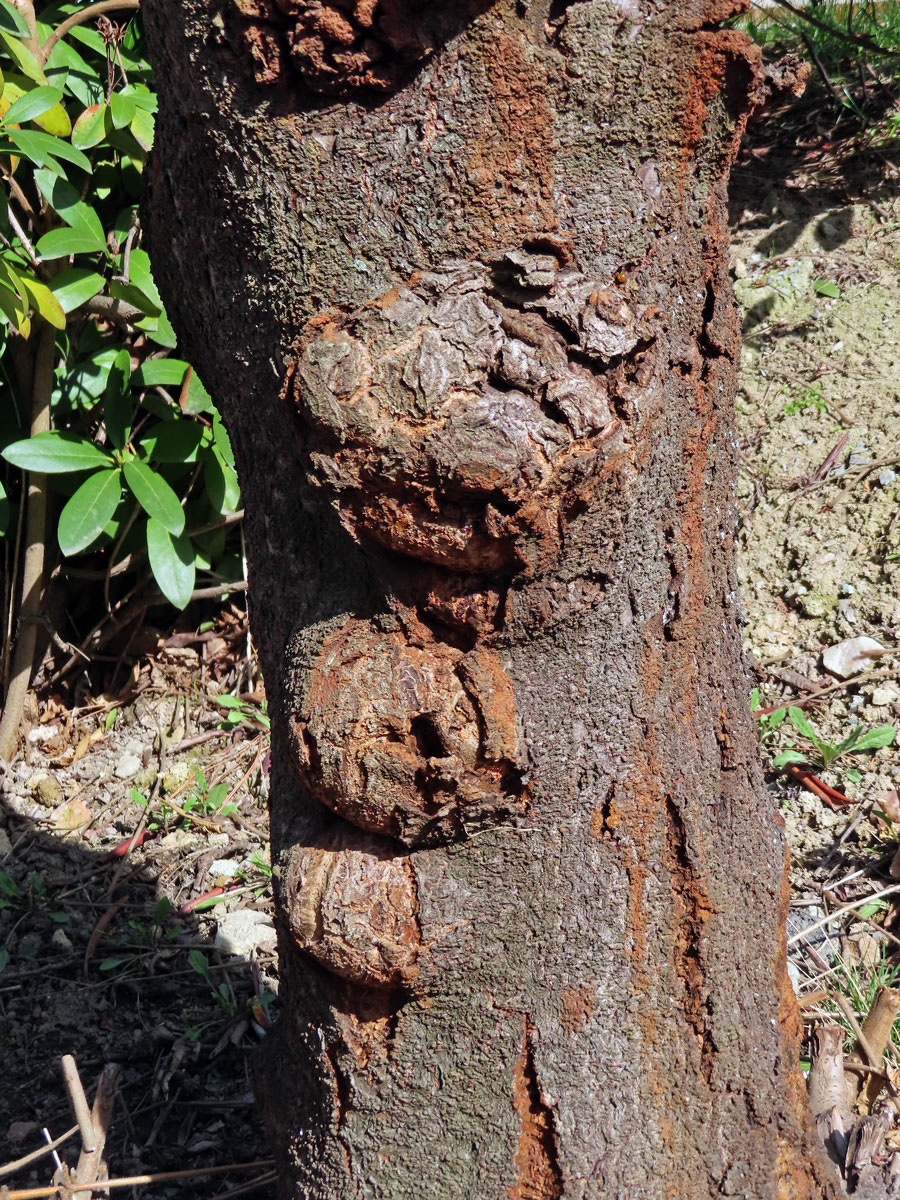 Škumpa orobincová (Rhus hirta  (L.) Sudw.) s nádory na kmeni (1d)