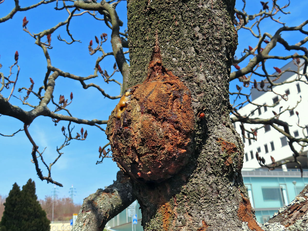 Škumpa orobincová (Rhus hirta  (L.) Sudw.) s nádory na kmeni (1e)