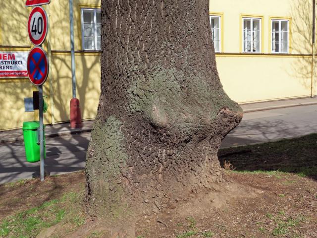 Nádor na jasanu ztepilém (Fraxinus excelsior L.) (24a)