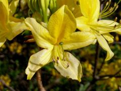 Pěnišník japonský (Rhododendron japonicum Sur.)