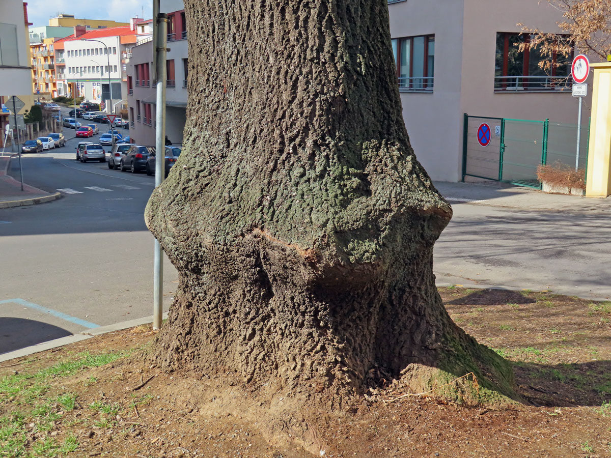 Nádor na jasanu ztepilém (Fraxinus excelsior L.) (24a)