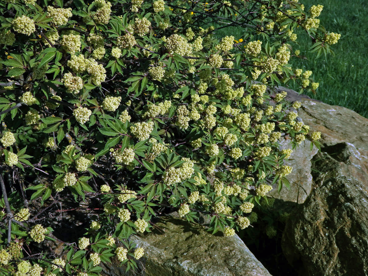 Bez červený - hroznatý (Sambucus racemosa L.)