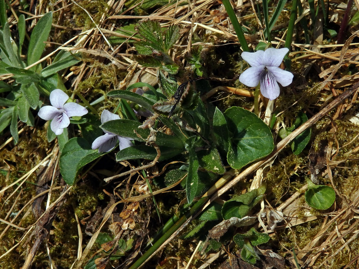 Violka bahenní (Viola palustris L.)