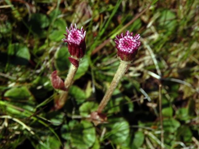 Podbělice alpská (Homogyne alpina (L.) Cass.)