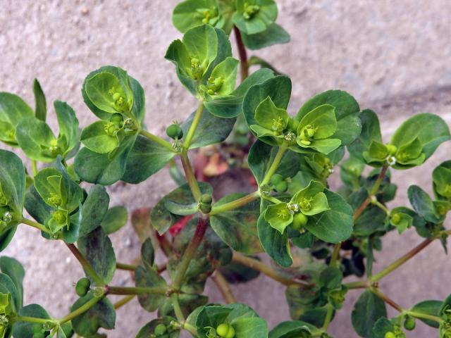 Pryšec okrouhlý (Euphorbia peplus L.)