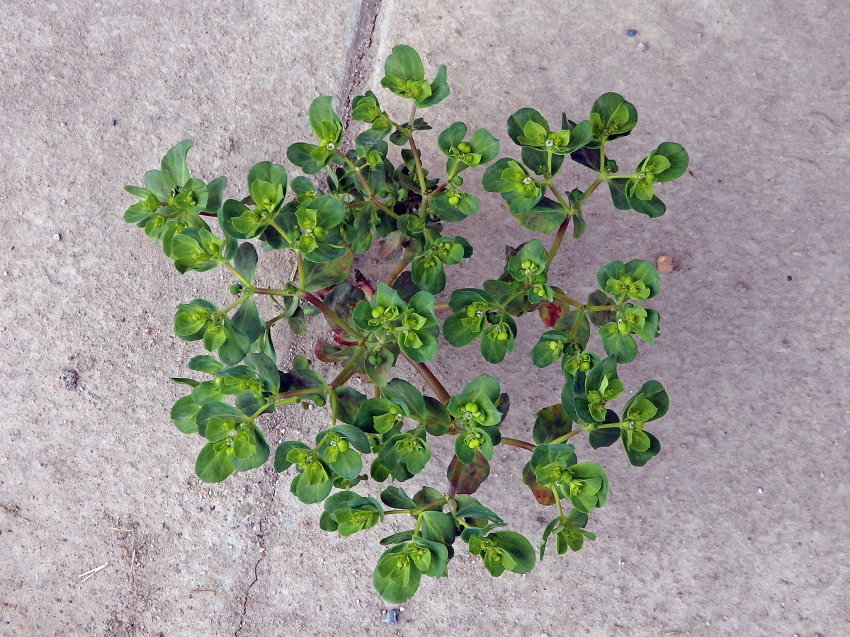 Pryšec okrouhlý (Euphorbia peplus L.)