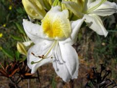 Pěnišník japonský (Rhododendron japonicum Sur.)