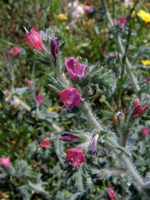 Hadinec úzkolistý (Echium angustifolium Mill.)