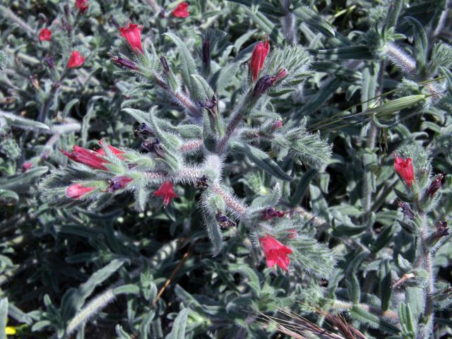 Hadinec úzkolistý (Echium angustifolium Mill.)