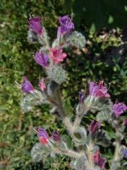 Hadinec úzkolistý (Echium angustifolium Mill.)