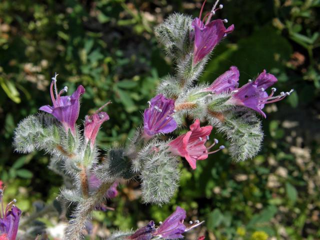 Hadinec úzkolistý (Echium angustifolium Mill.)