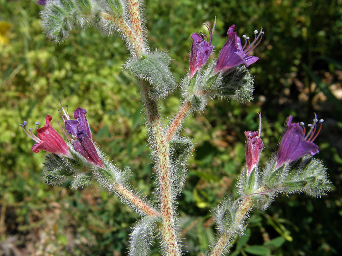 Hadinec úzkolistý (Echium angustifolium Mill.)