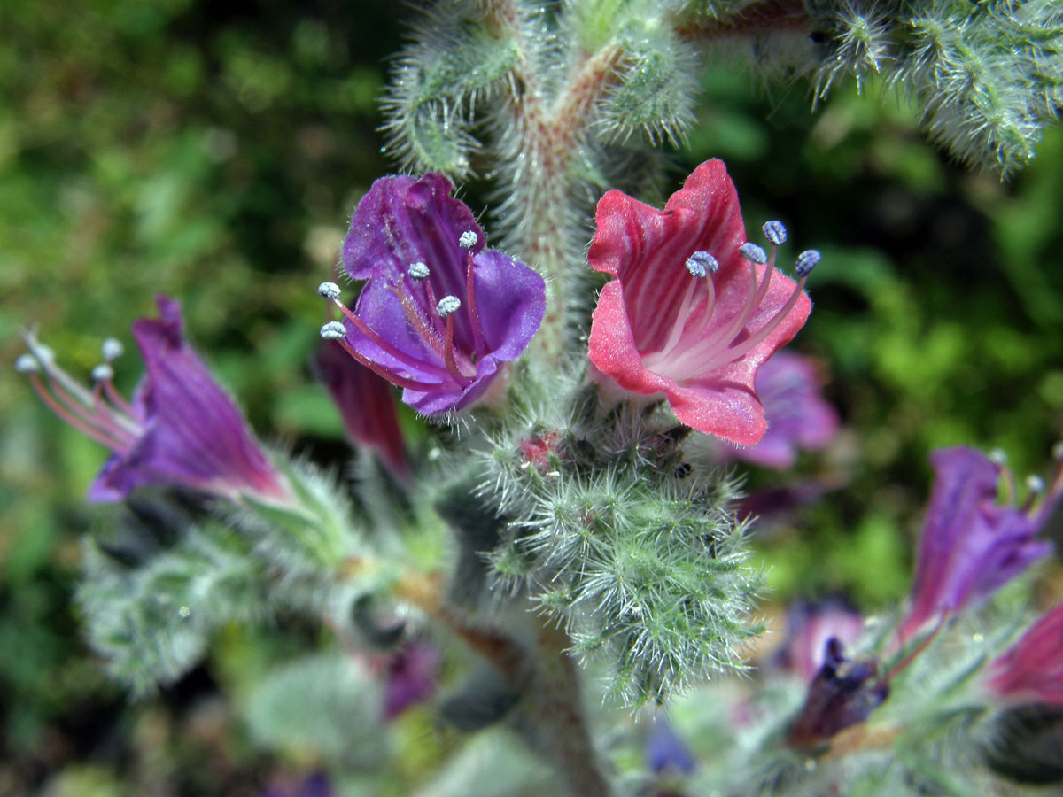 Hadinec úzkolistý (Echium angustifolium Mill.)