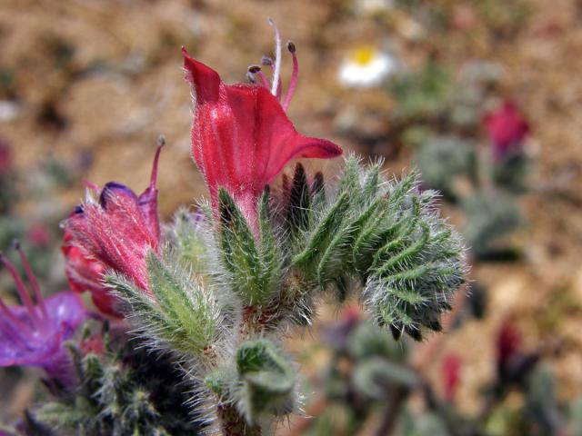 Hadinec úzkolistý (Echium angustifolium Mill.)