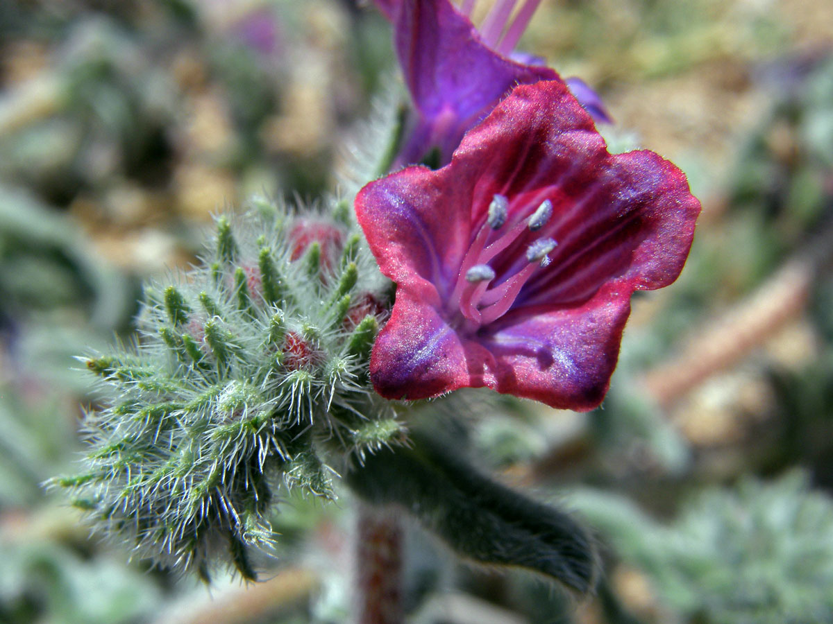 Hadinec úzkolistý (Echium angustifolium Mill.)