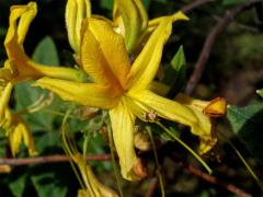 Pěnišník japonský (Rhododendron japonicum Sur.)