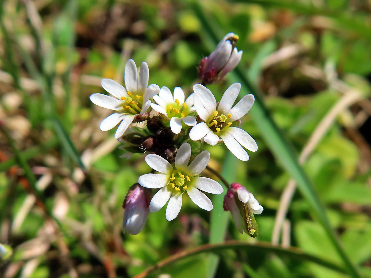 Osívka jarní (Erophila verna (L.) DC.)