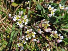 Osívka jarní (Erophila verna (L.) DC.)